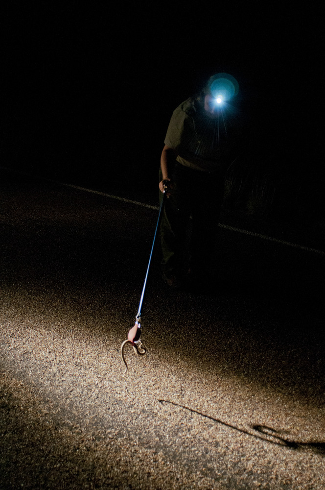 Faces of the Petrified Forest