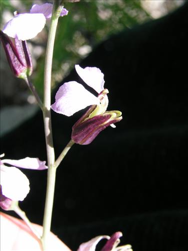 Streptanthus cutleri. Big Bend National Park, Tunnel. March 2004