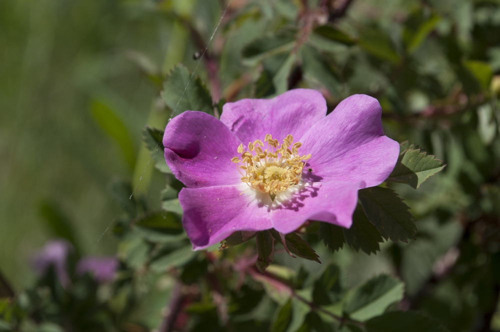 Closeup of a five petaled, pink flower. 