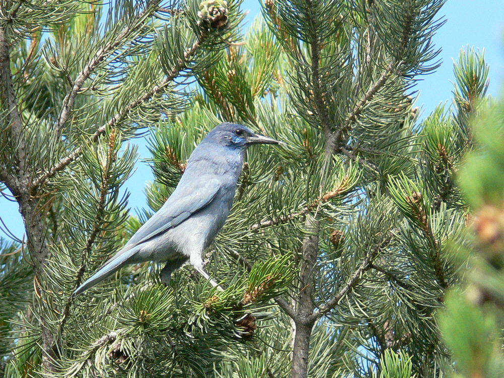 Pinyon Jay