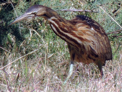 American Bittern