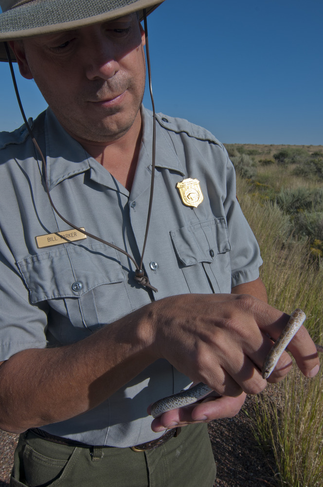 Faces of the Petrified Forest