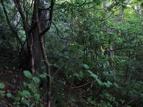 GRSM Accuracy Assessment. Plot Code: GRSM_AA_0366_4