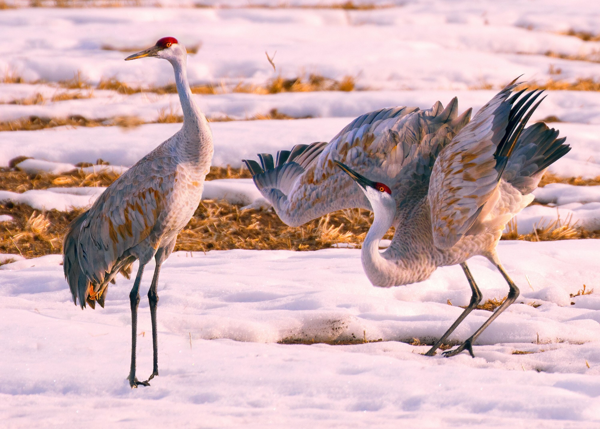 A sandhill crane bows and spreads his wings for his mate as they stand in a snowy field west of the dunes. Cranes begin to arrive here in February for their spring migration. 