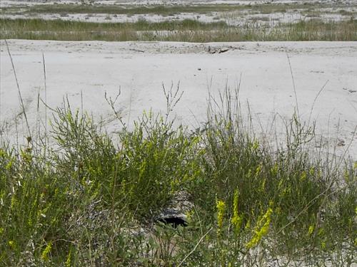 BADL_Sheep_Mountain_Road-South_Unit_02