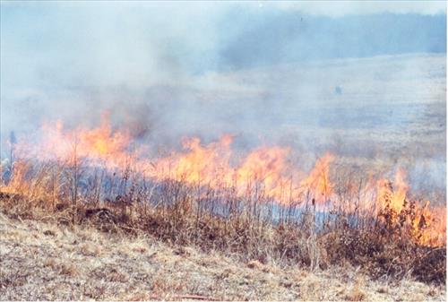 Spotsylvania courthouse prescribed burn, 2004