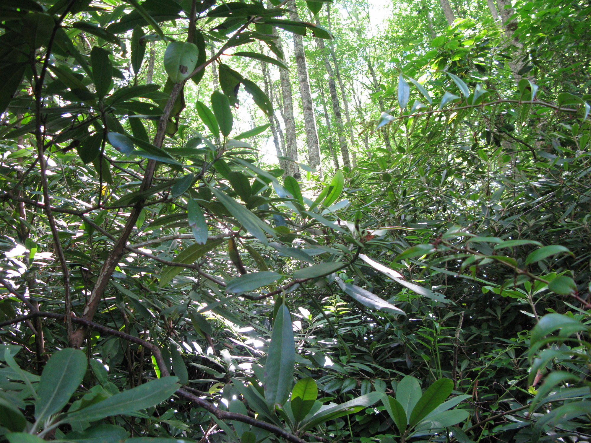 Plot Code: GRSM_AA_0626_4