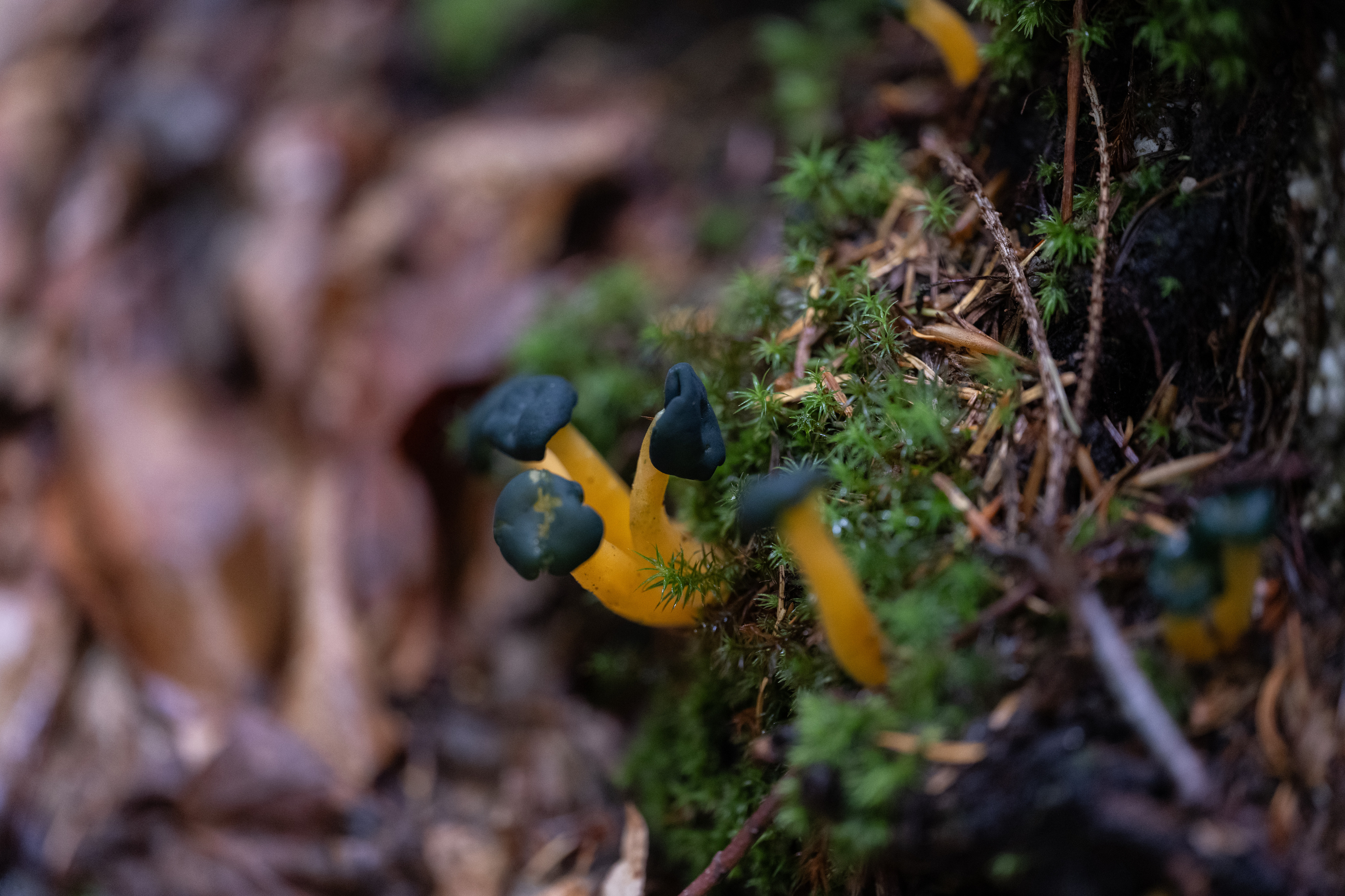 Black and yellow mushrooms grow in a small grouping out of green mossy substrate. 