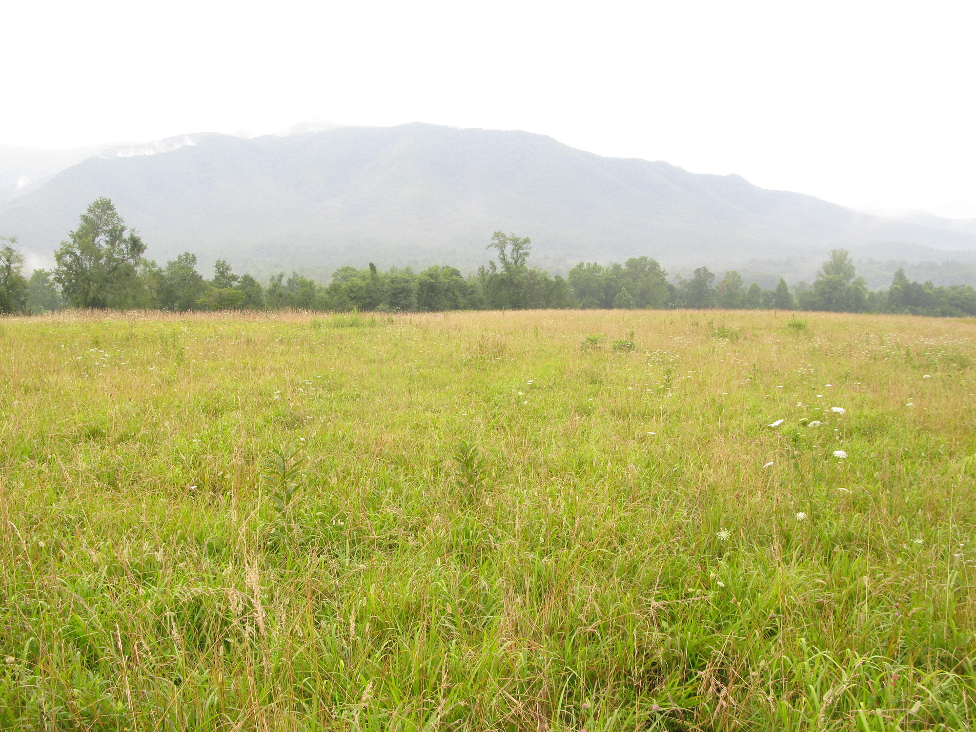 GRSM Accuracy Assessment. Plot Code: GRSM_AA_0863_4