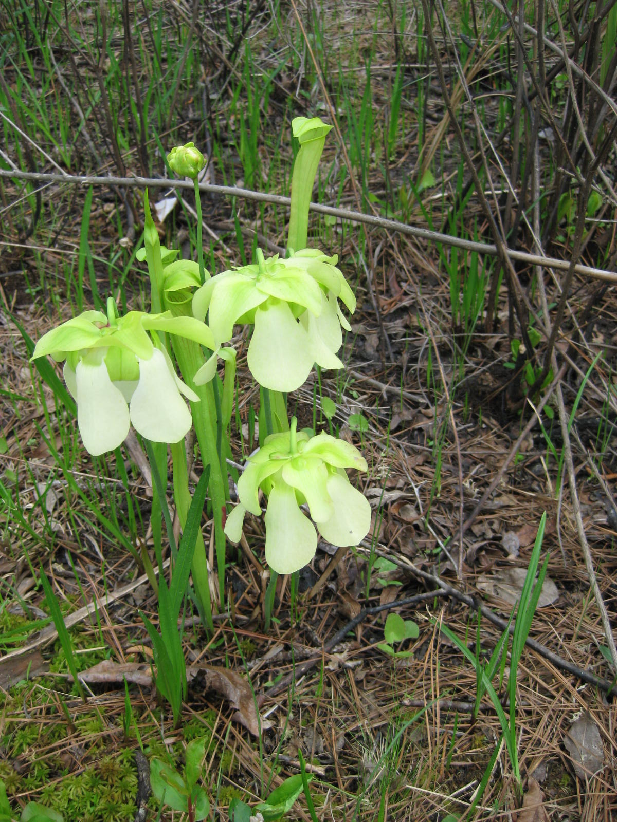 A cluster of pitcher plants with large yellow flowers