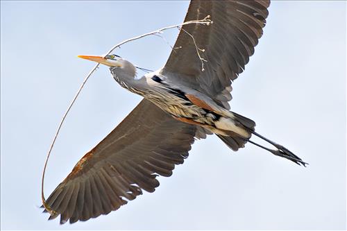 Great blue heron in Cuyahoga Valley National Park