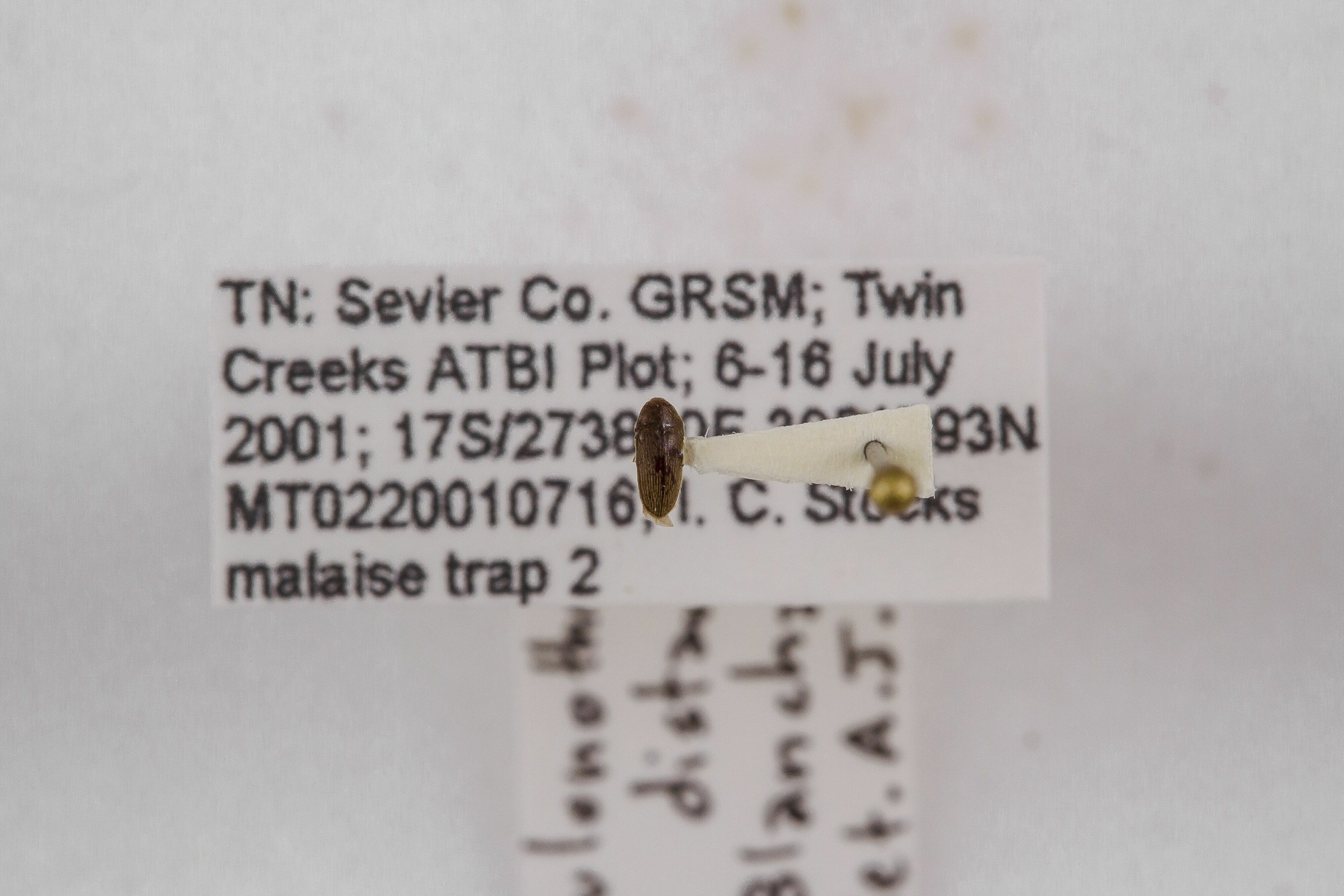 Image of Aulonothroscus distans, a species of Insect