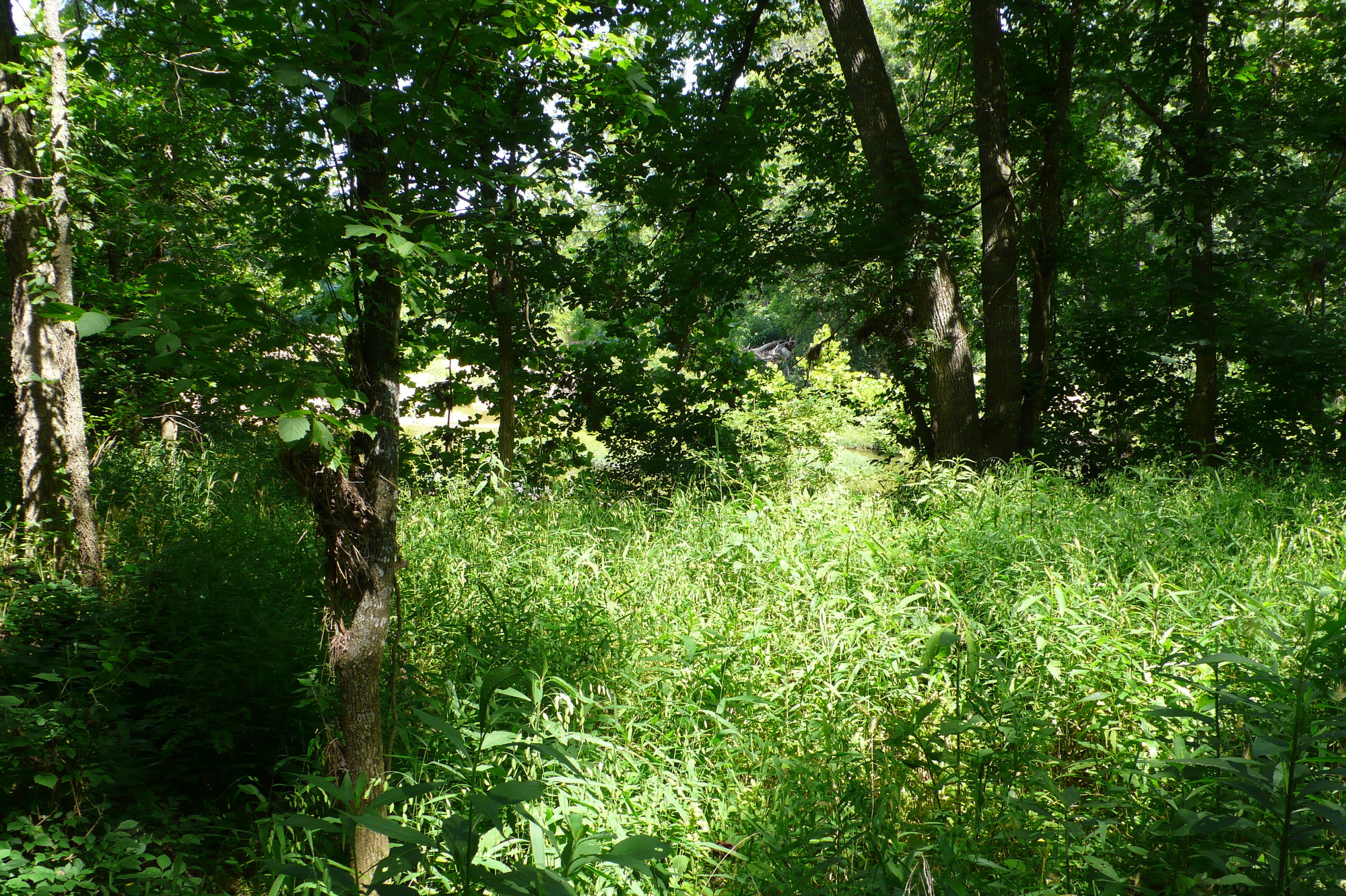 A wooded area with trees and bushes.