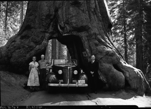 Mr. & Mrs. Ralph Assheton and their chauffeur, Gilbert at the Wawona Tunnel Tree. Mr. Assheton is a Member of the British Parliament, a close friend of Winston Churchill, and a member of the Privy Council.