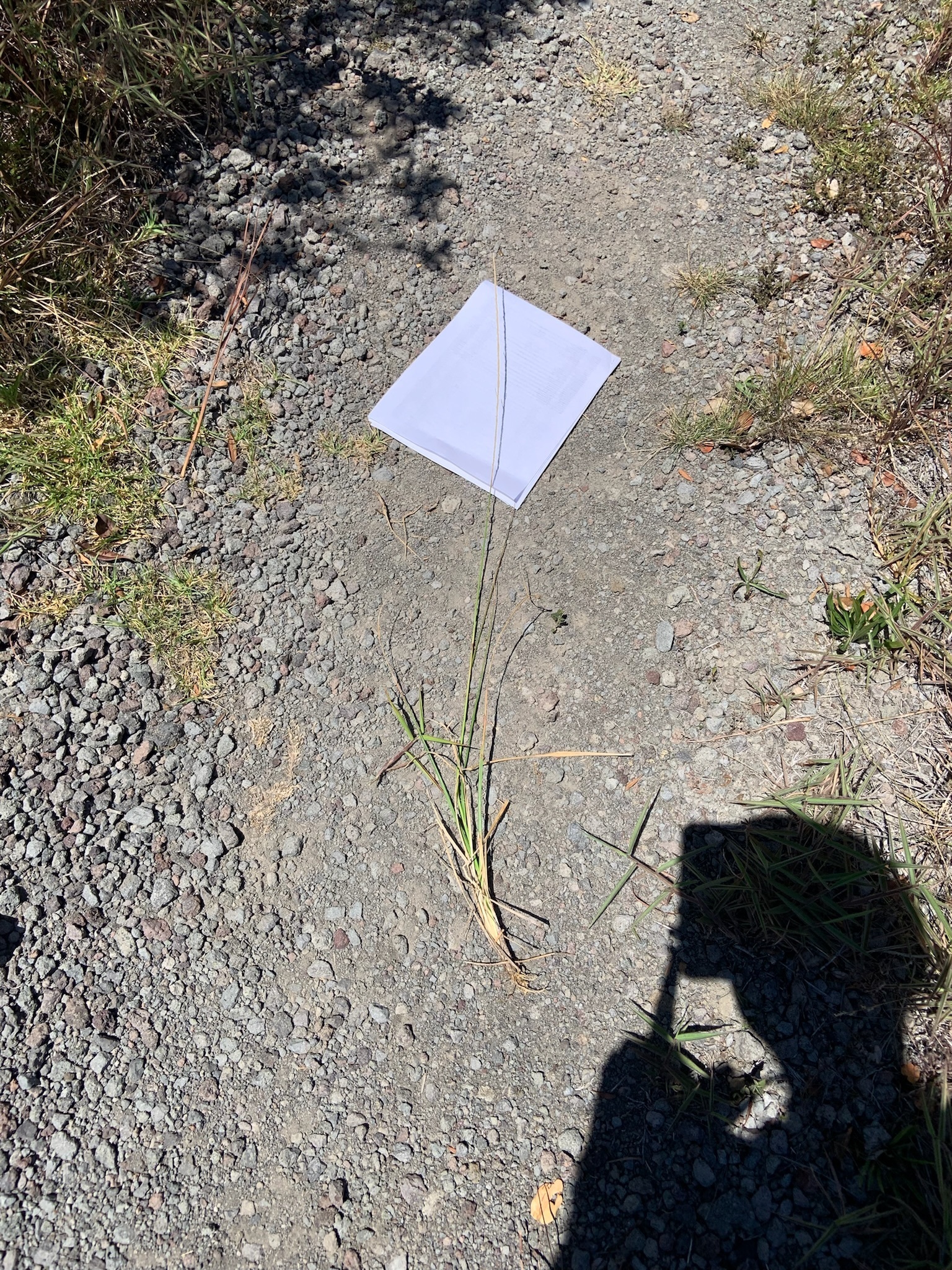 Photo of plant Sporobolus species