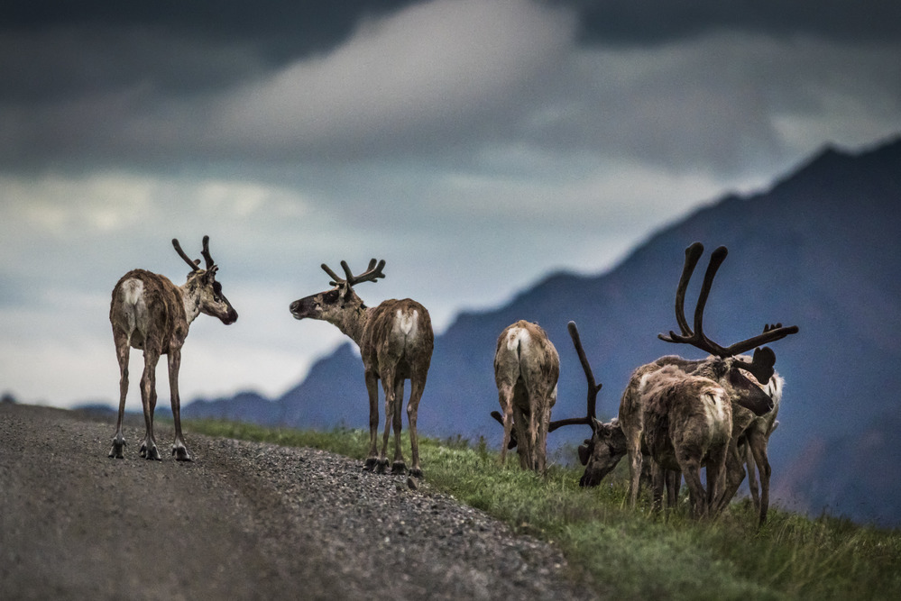 five caribou with antlers varying in size eating grass near the edge of a gravel road