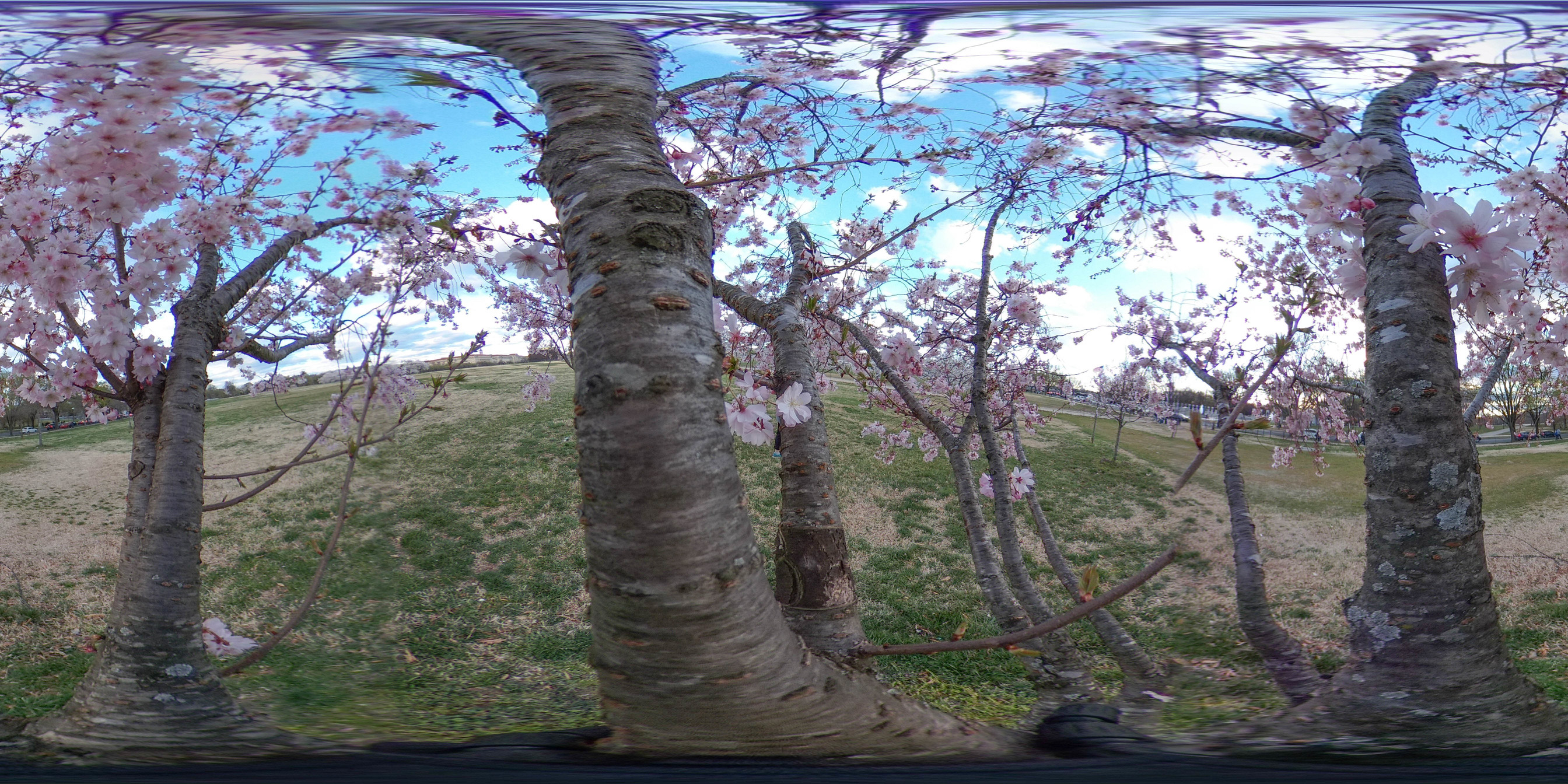 Spherical image inside of a grove of cherry blossom trees in full bloom  with pink blossoms