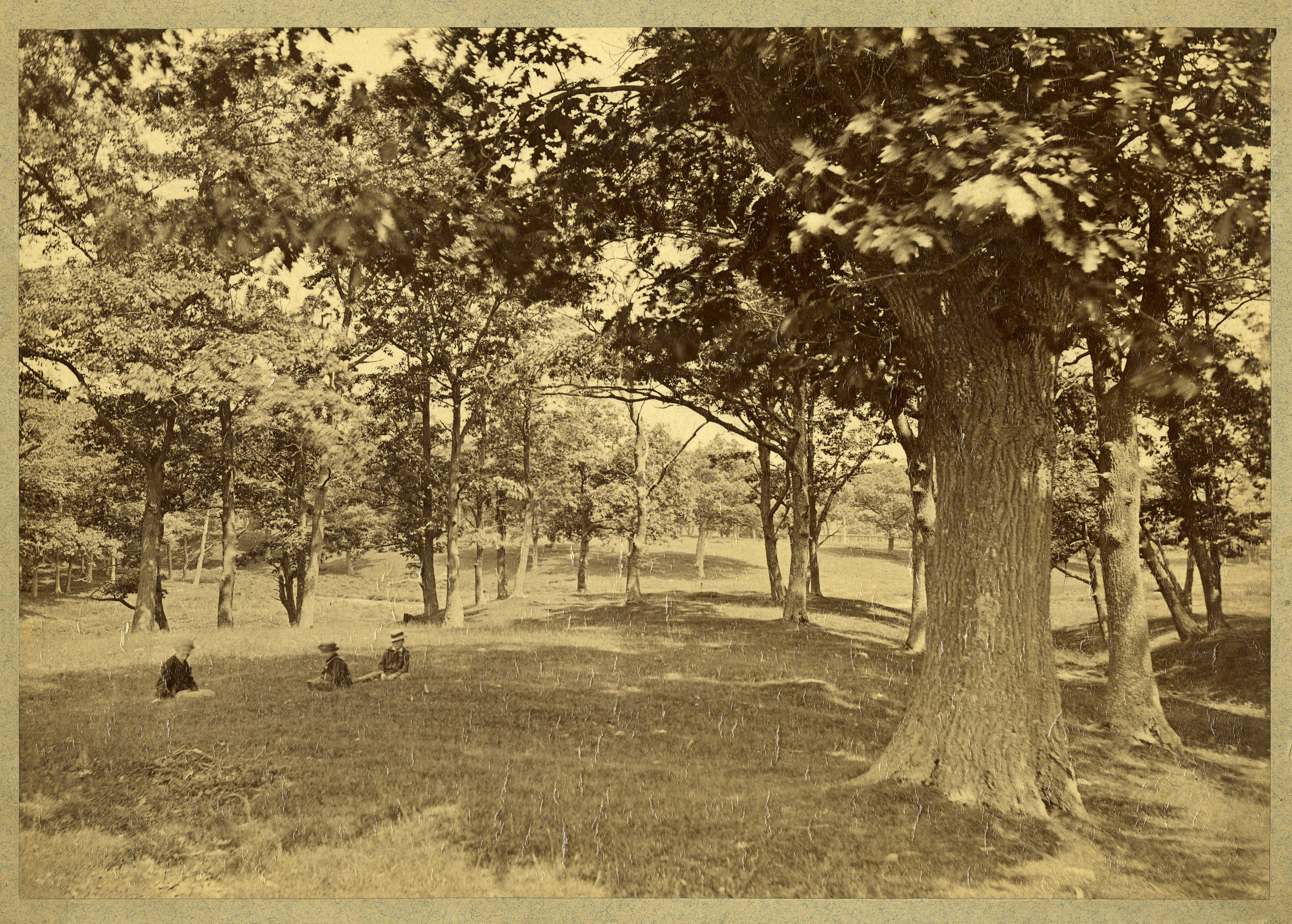 Grove of trees. Man and two boys sitting in grass in left mid-ground. Grass in foreground.