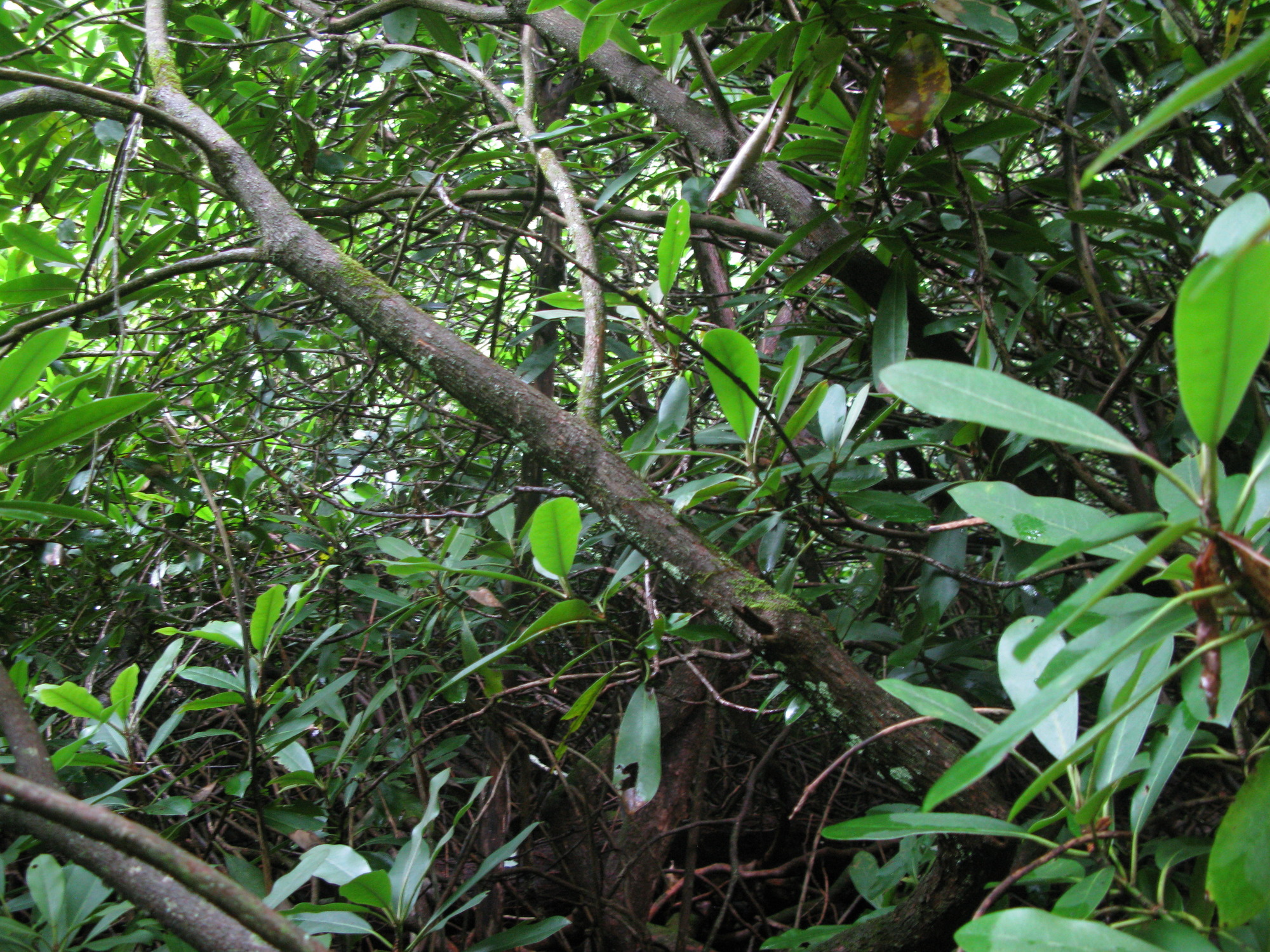 Plot Code: GRSM_AA_0552_2