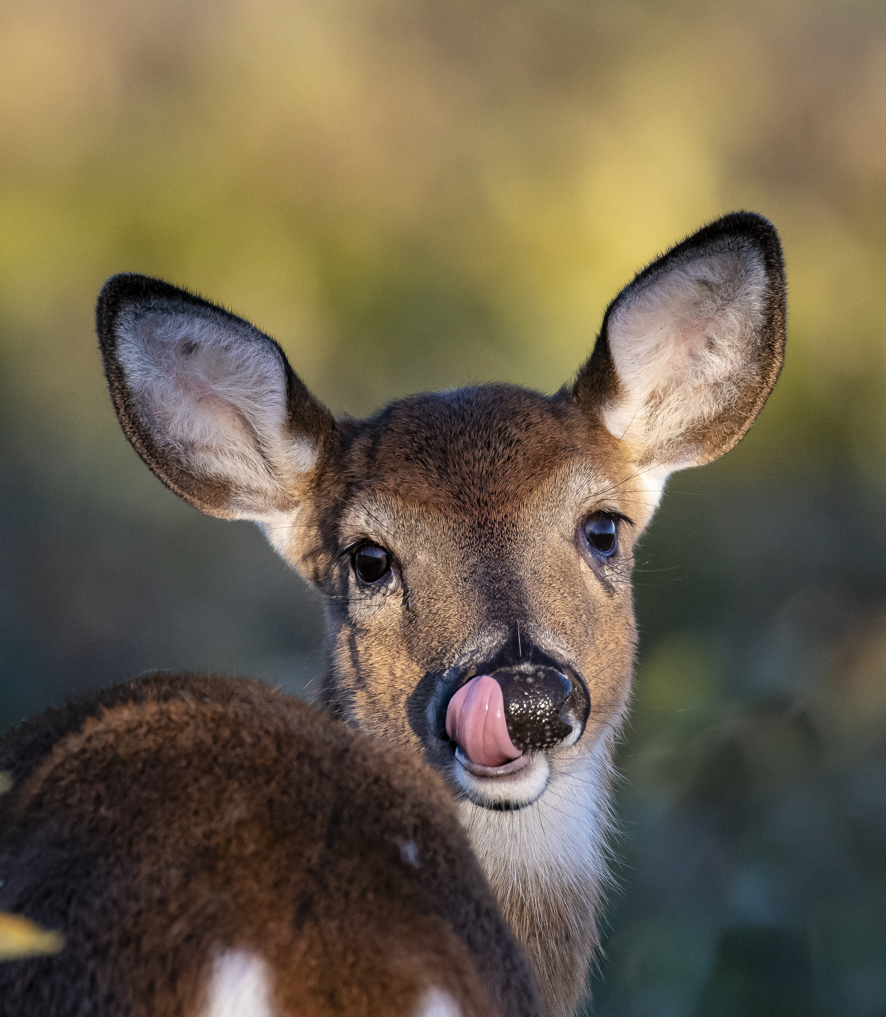 Deer fawn licking its lips