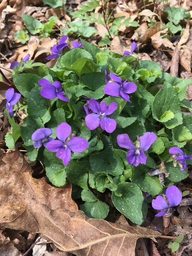 Asymmetrical purple flowers with heart shaped leaves. 