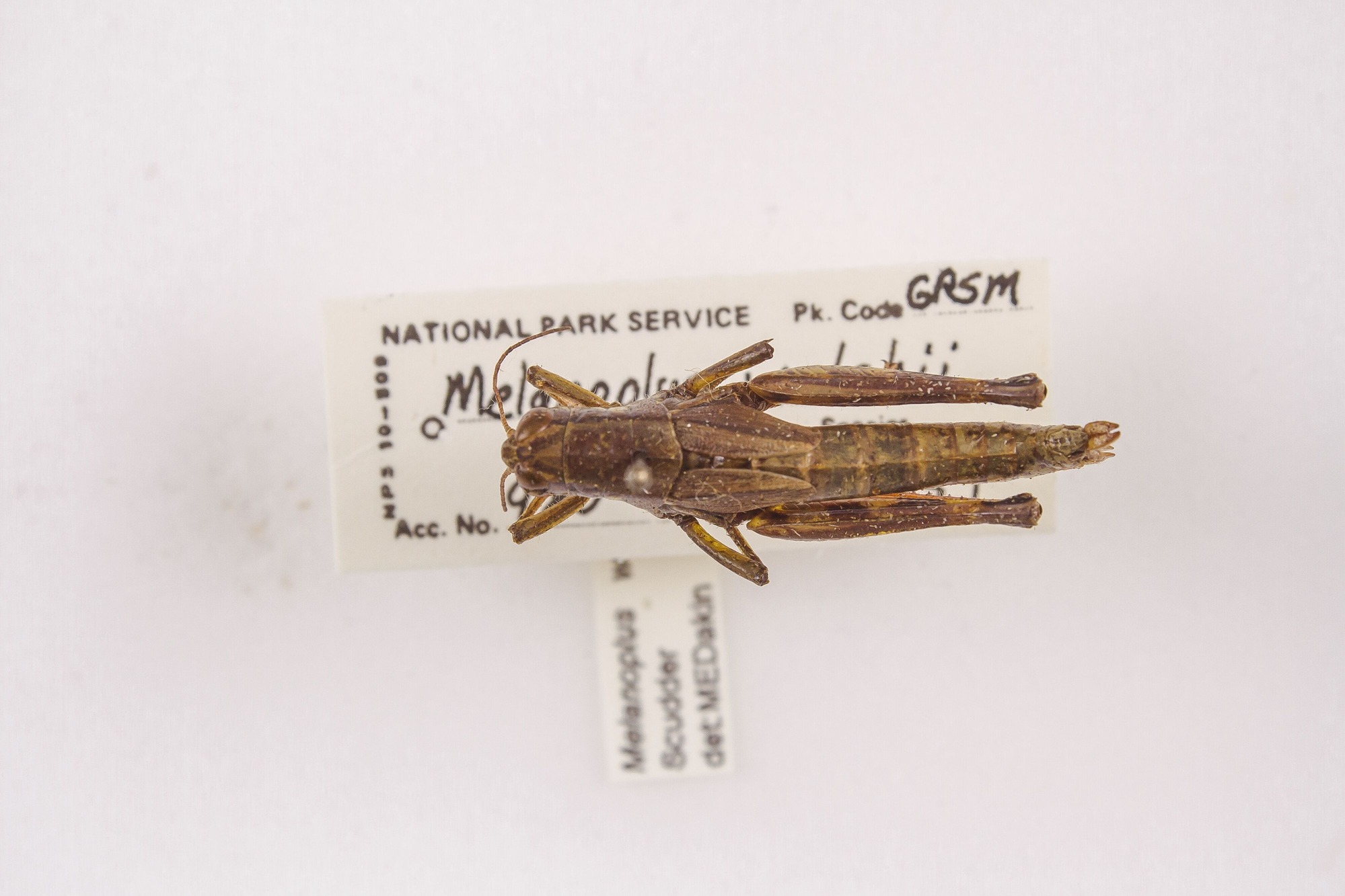 Image of Melanoplus walshii, a species of Animalia