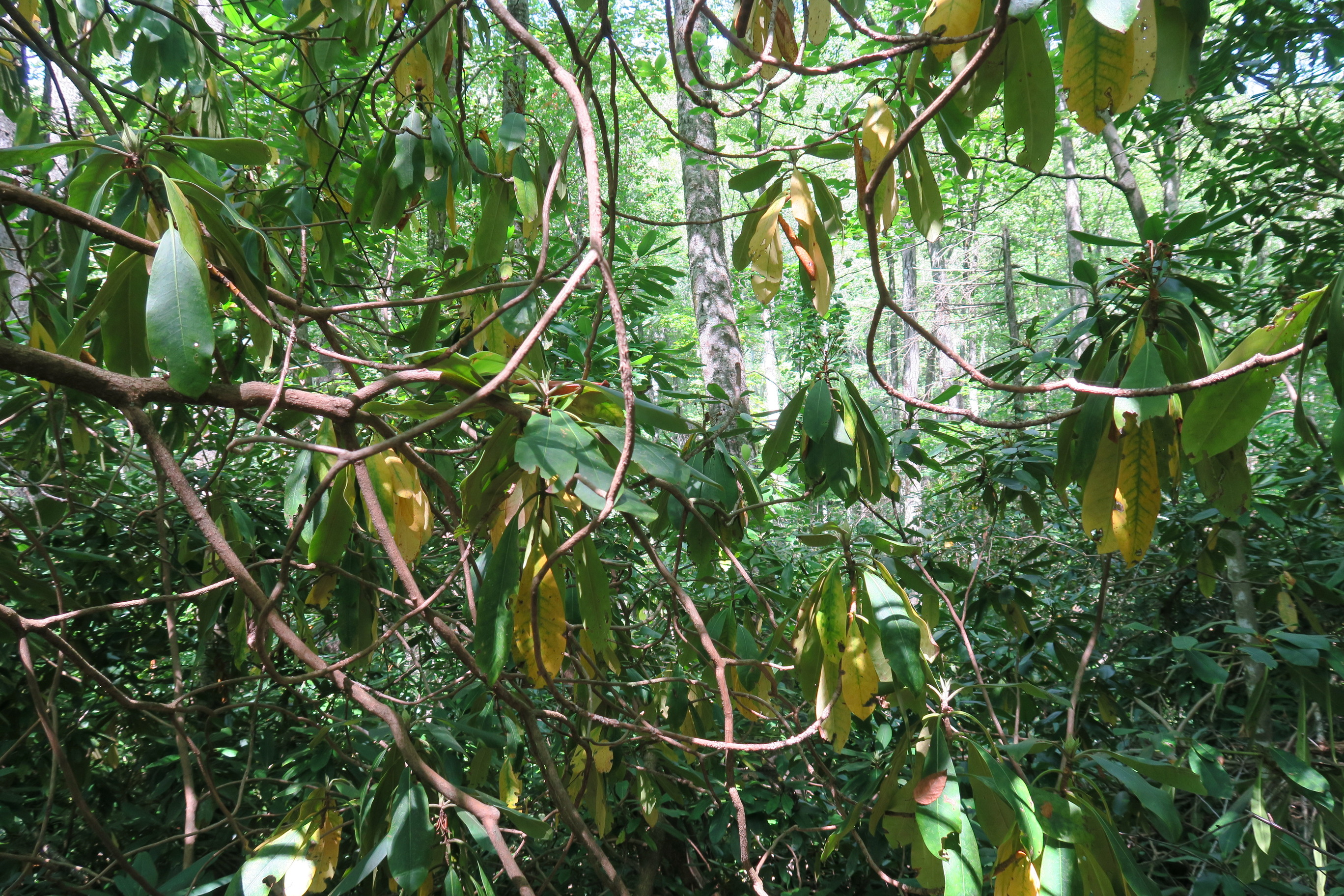 GRSM Accuracy Assessment. Plot Code: GRSM_AA_0941_2