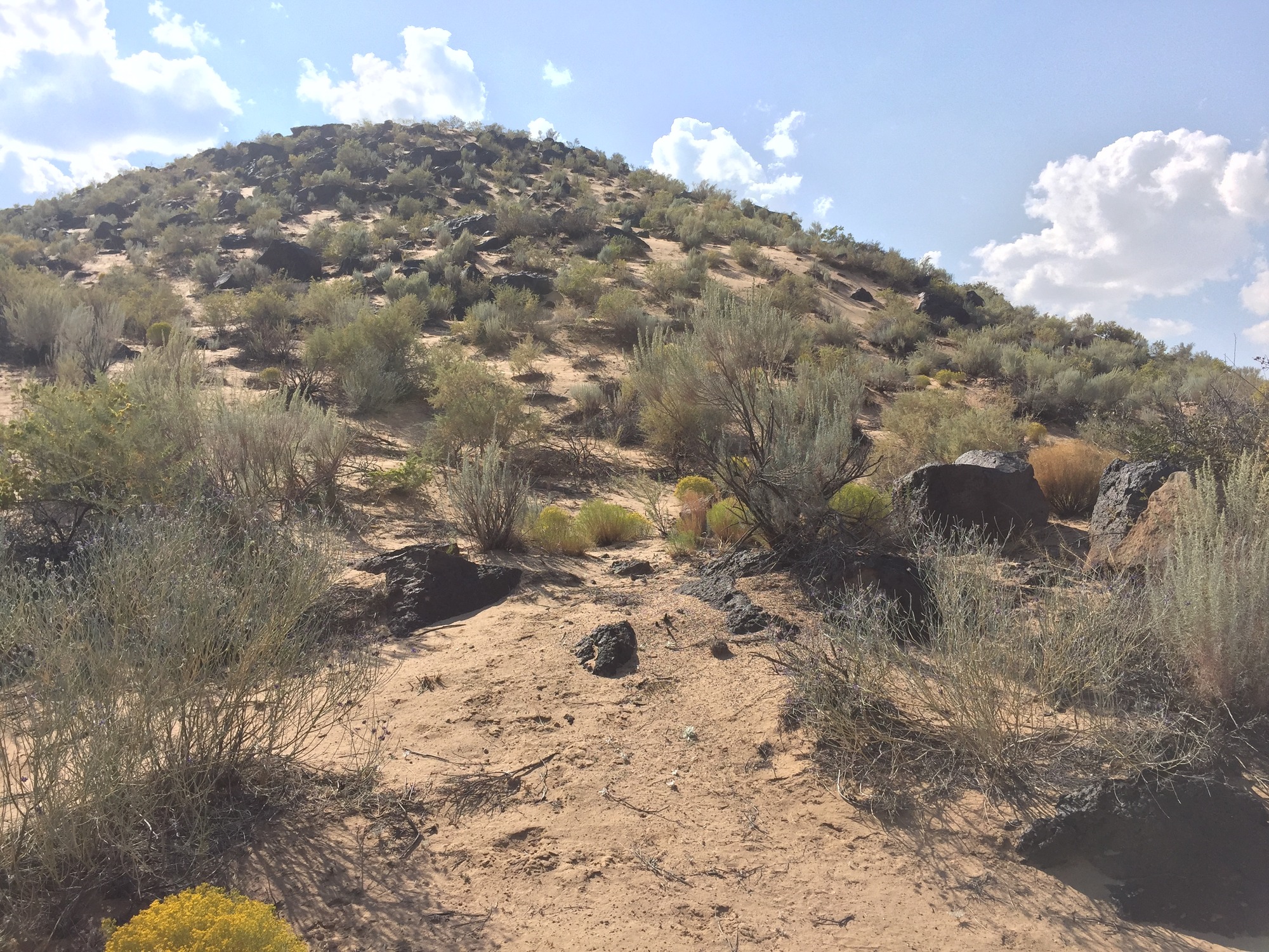 Photograph of dust accumulation. Light tan colored dust is shown between vegetation and basalt boulders.
