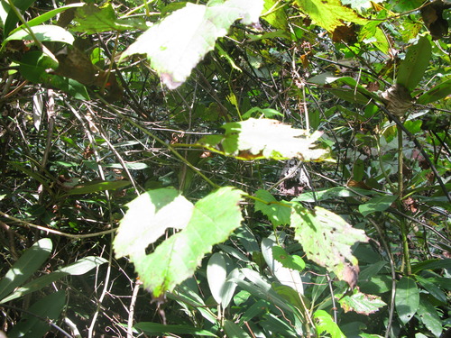 GRSM Accuracy Assessment. Plot Code: GRSM_AA_0571_2