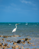A tall white bird with yellow beak and legs wades in shallow water on a rocky shore line. Beyond are dark turquiose sea and clear blue sky.