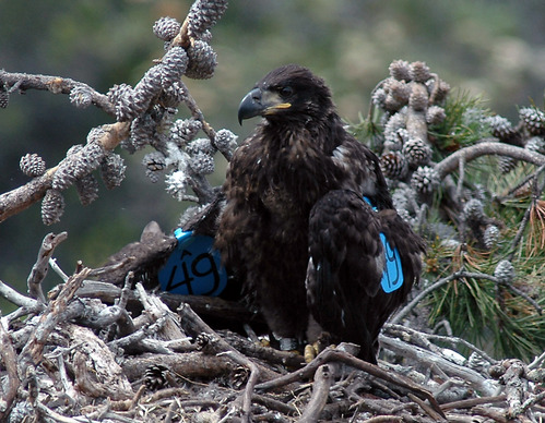 Juvenile Bald Eagle