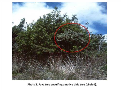 Kahuku Faya tree