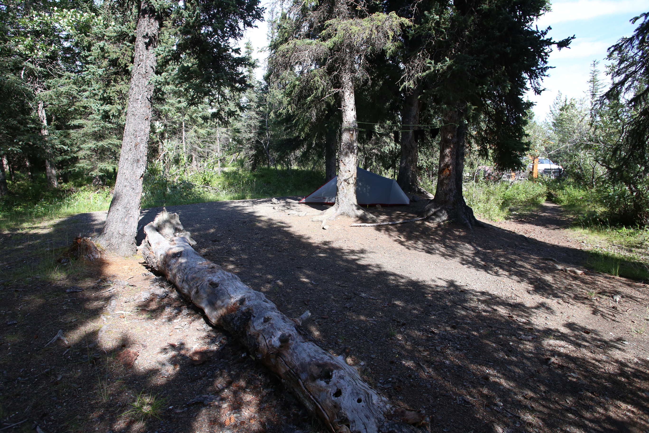 a tent among spruce trees
