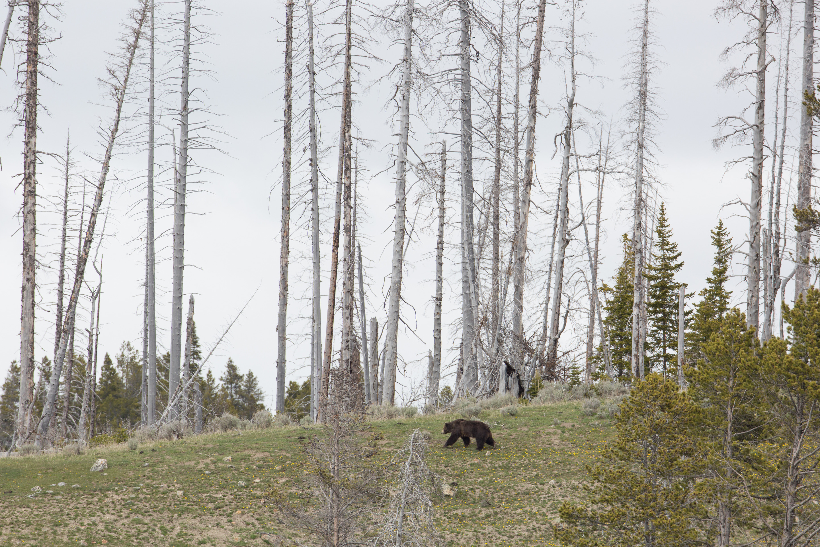 Grizzly is walking in grass at the base of some dead  conifers.