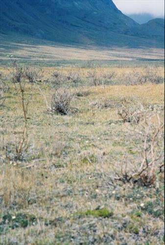 4 Gates of the Arctic National Park and Preserve Itkillik Bird Survey June 2006