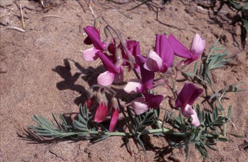 Badlands Flowers: Red, Pink, Blue