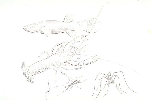 Split-panel illustration depicts inhabitants of the cave including: an eyeless crayfish, an eyeless fish, an insect, and a spider.