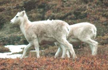 1 Dalls Sheep in Alaska