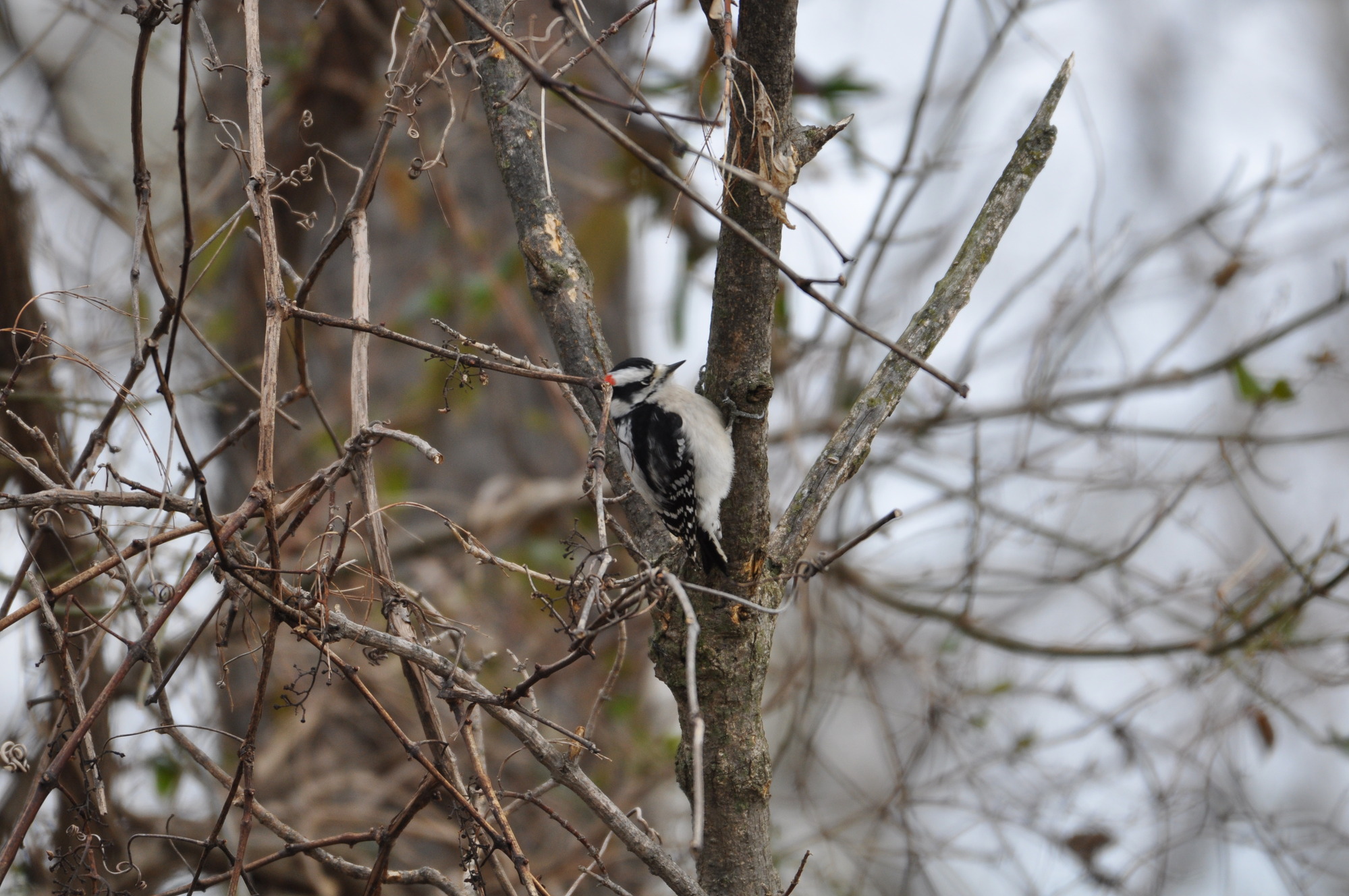 Small bird with a sharp beak, black wings, a white breast, and a red spot on its head.