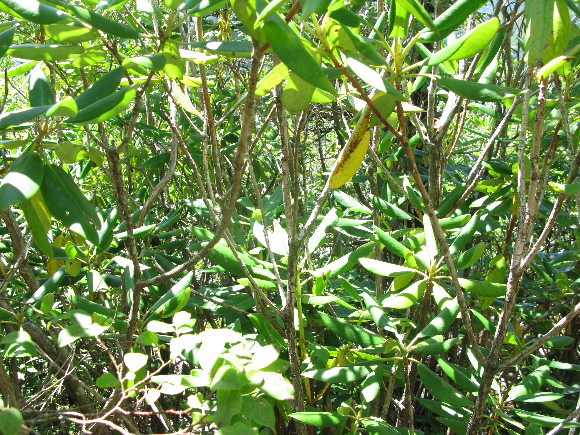 GRSM Accuracy Assessment. Plot Code: GRSM_AA_0871_4