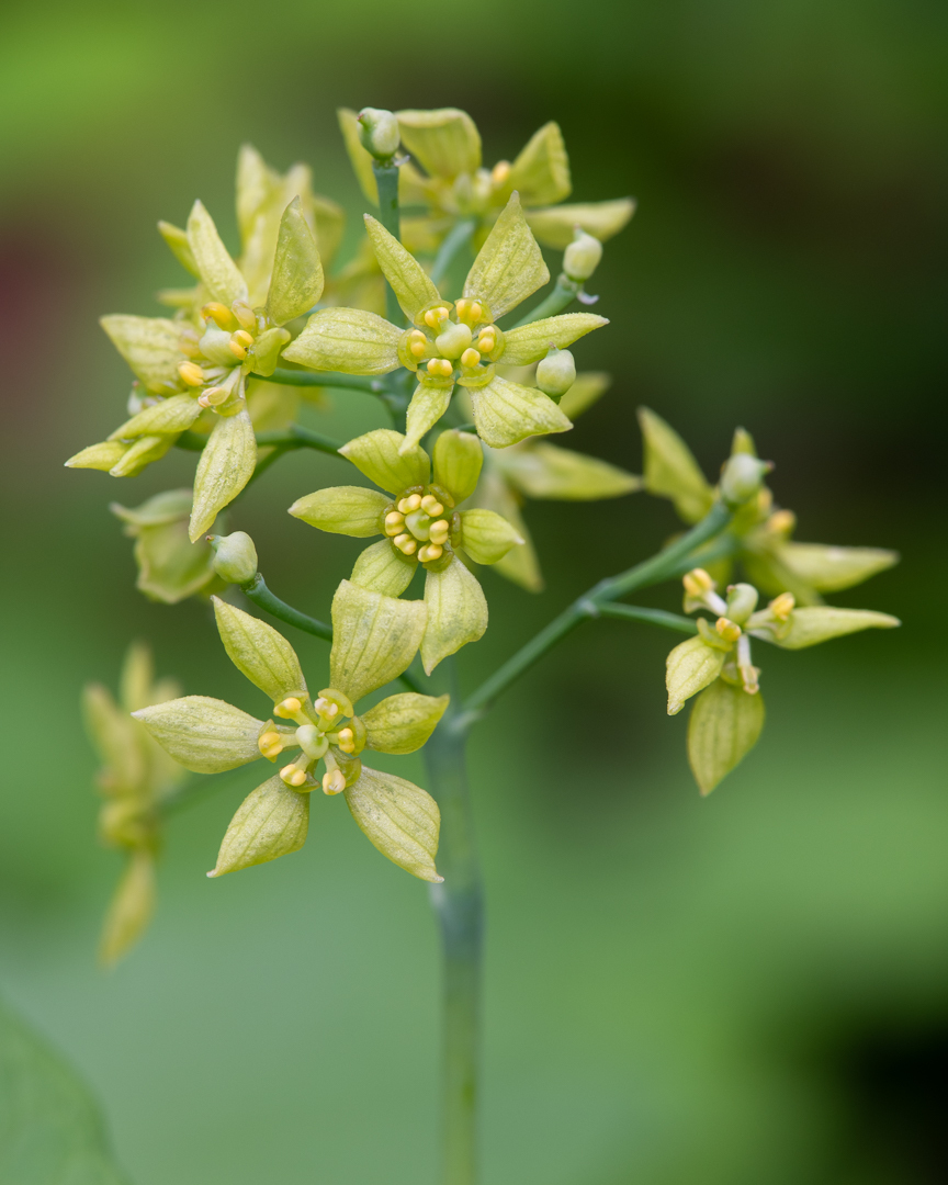 A cluster of bloomed yellow flowers with six petals grows from a branched green stem.