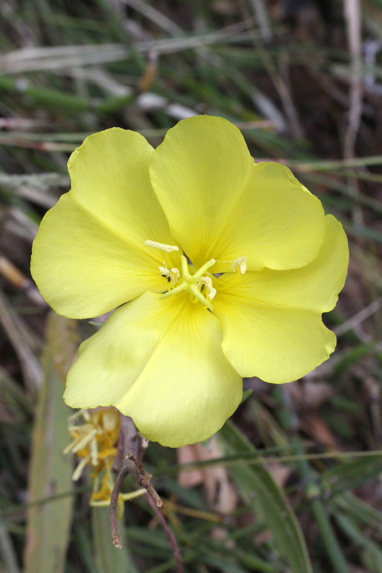 Oenothera longissima, Bridges evening-primrose