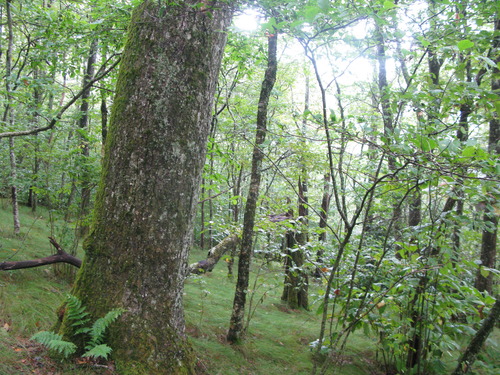 GRSM Accuracy Assessment. Plot Code: GRSM_AA_0598_4