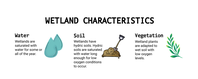 Three illustrations read from left to right and demonstrate the three characteristics of wetlands discovered by the computer model. The variables include water, soil, and vegetation.
The first illustration: Two teal-colored rain drops, one on top of the other with a slight offset represent water. The text to the left of the illustration reads “Wetlands are saturated with water for some or all of the year.”
The second illustration: Brown mounds of soil with a shovel placed in the dirt represents the wetland characteristic “soil.” The text to the left of the illustration reads “Wetlands have hydric soils. Hydric soils are saturated with water long enough for low oxygen conditions to occur.”
The third illustration: A small green branch sprouts green and yellow leaves along the entire stem and represents the wetland characteristic “vegetation.” The text to the left of the illustration reads “Wetland plants are adapted to wet soil with low oxygen levels.”