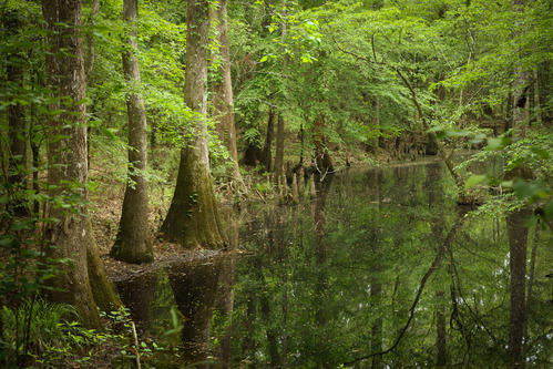 A reflective pond in a dense, green forest, with 2 big trees growing at the water's edge.