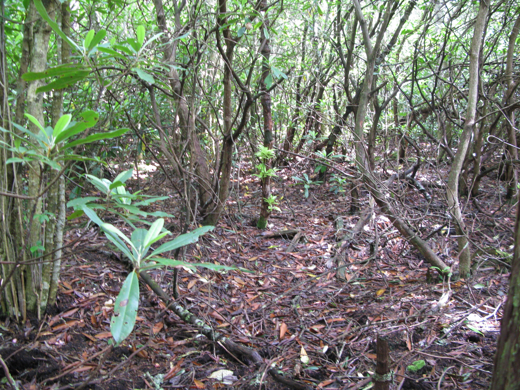 GRSM Accuracy Assessment. Plot Code: GRSM_AA_0134_2