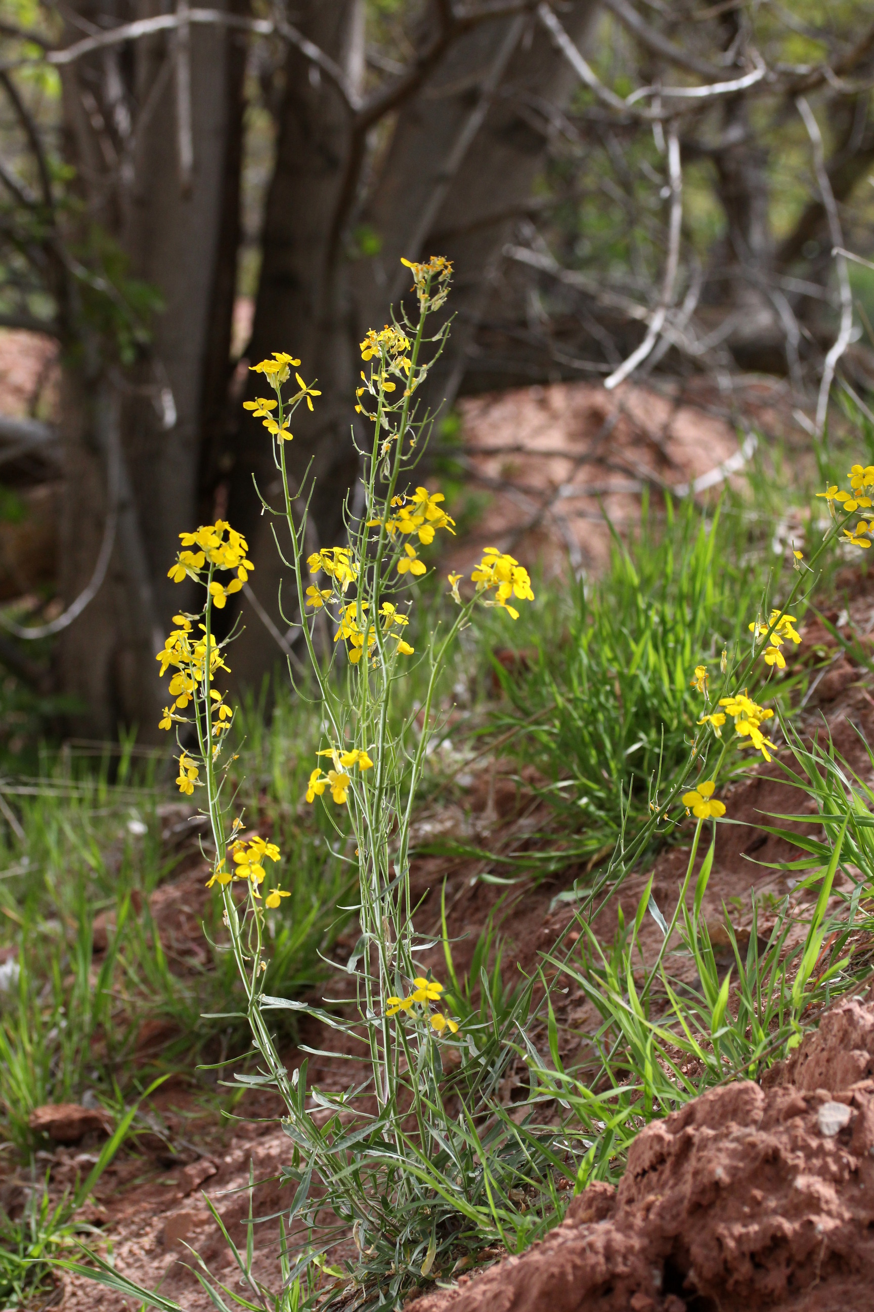 Erysimum asperum, Sand dune wallflower