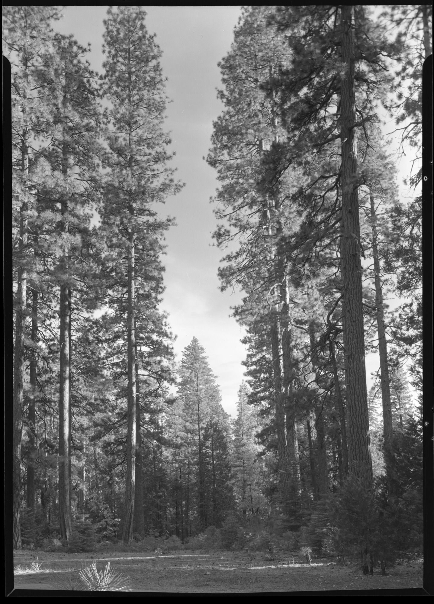 View through forest in Rockefeller Area near Aspen Valley R.S.