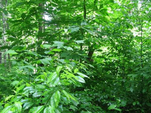 GRSM Accuracy Assessment. Plot Code: GRSM_AA_0534