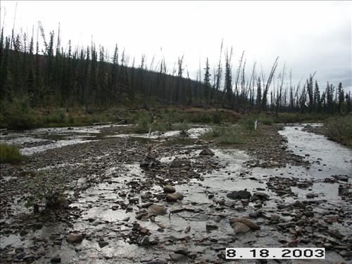 Wolf Survey, Denali, 2003